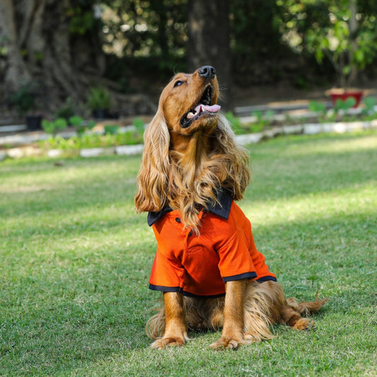 Orange Polo Dog Tshirt (Navy Blue Collar)