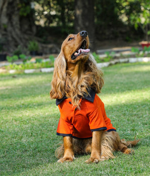 Orange Polo Dog Tshirt (Navy Blue Collar)