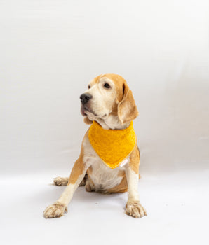 Occasion wear bandana Yellow
