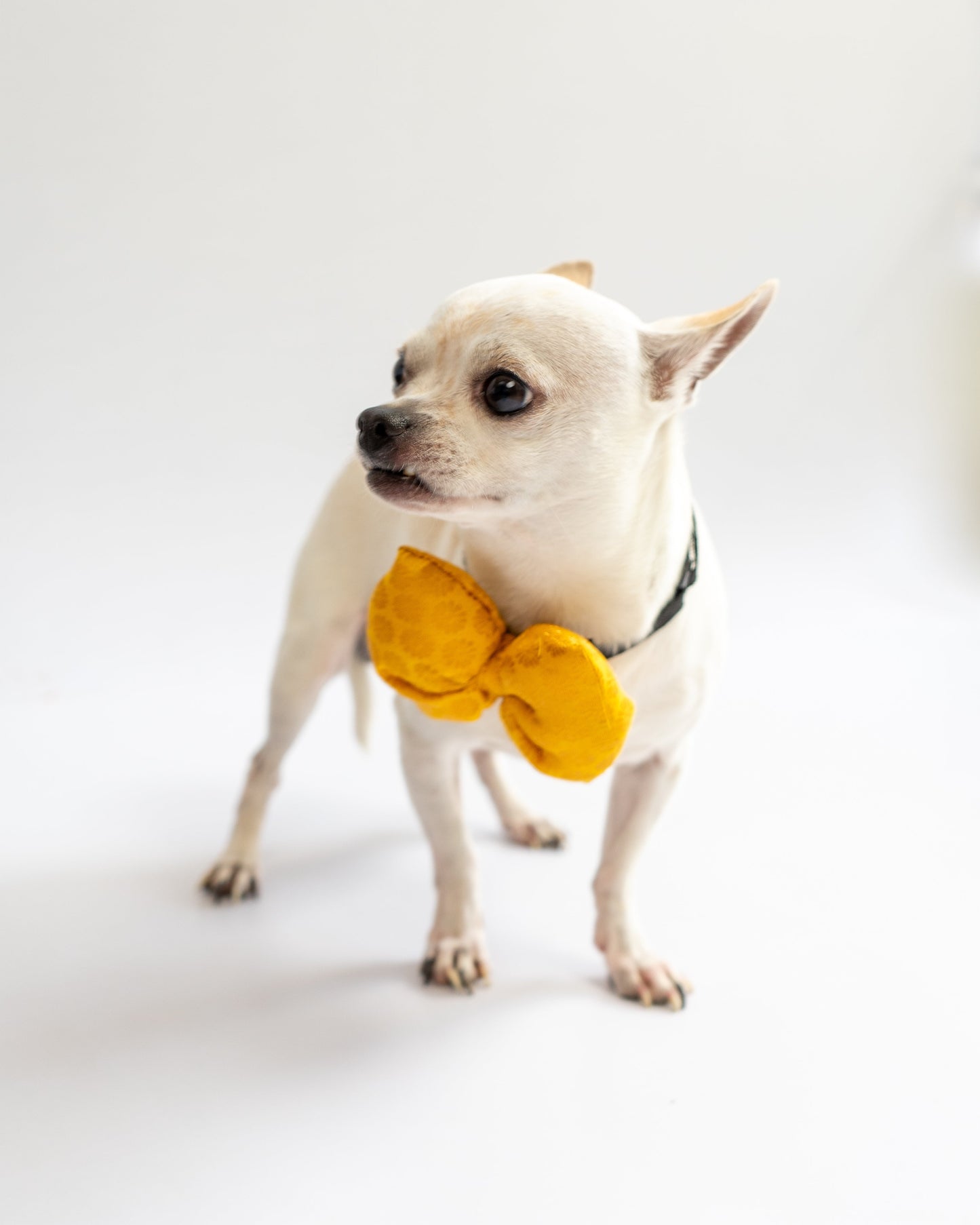 Occasion wear Bowtie: Yellow
