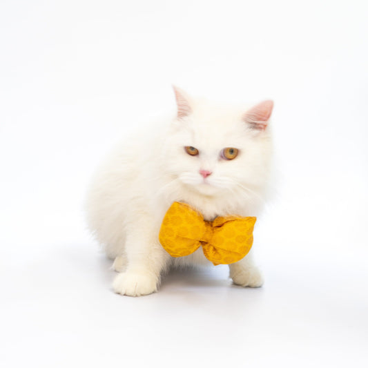Occasion wear Bowtie: Yellow