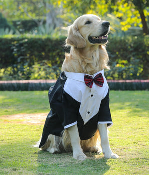 Tuxedos For Dogs - With Red Bow Tie