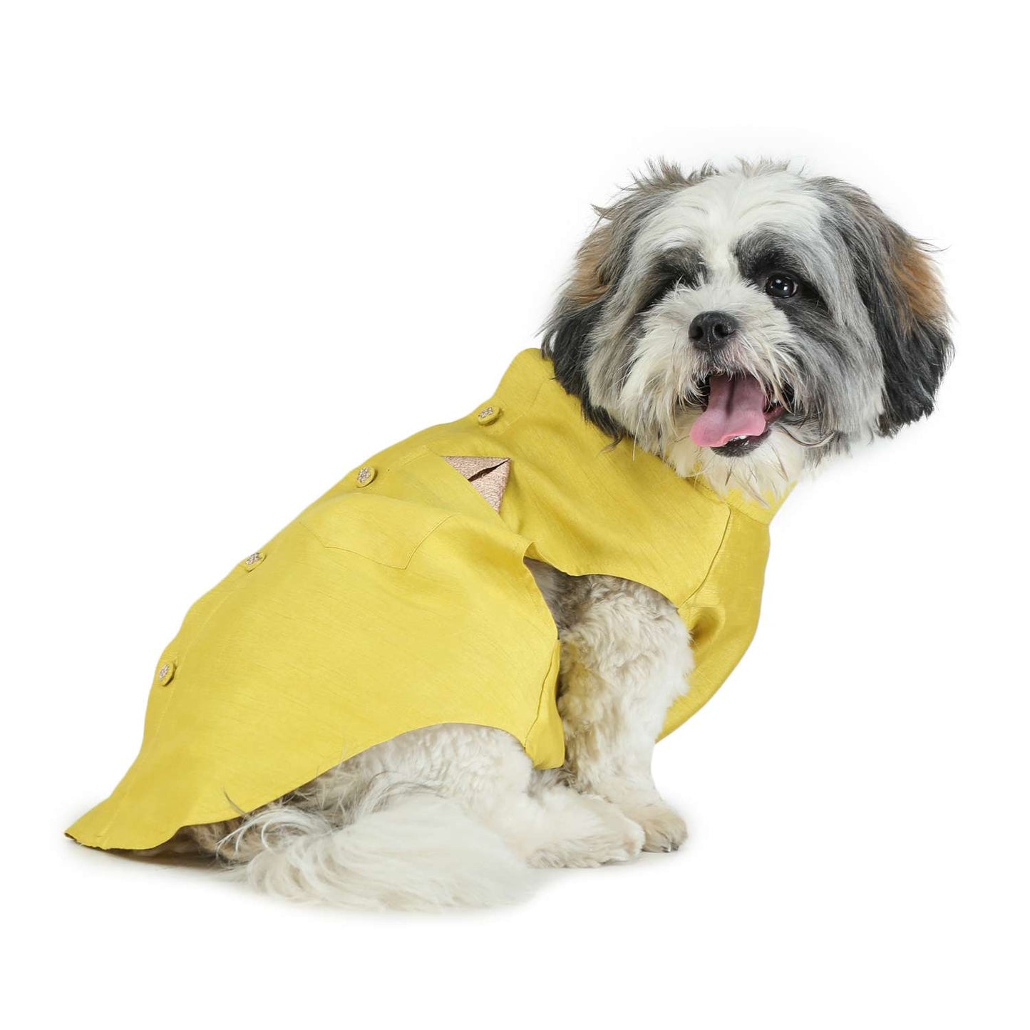 Lime Green Dog Sherwani