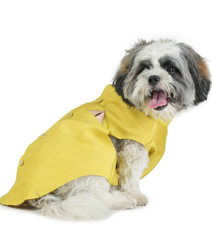 Lime Green Dog Sherwani