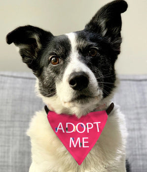 Adopt Me Bandana