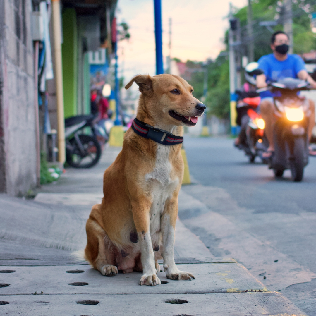 Black Reflective Collar