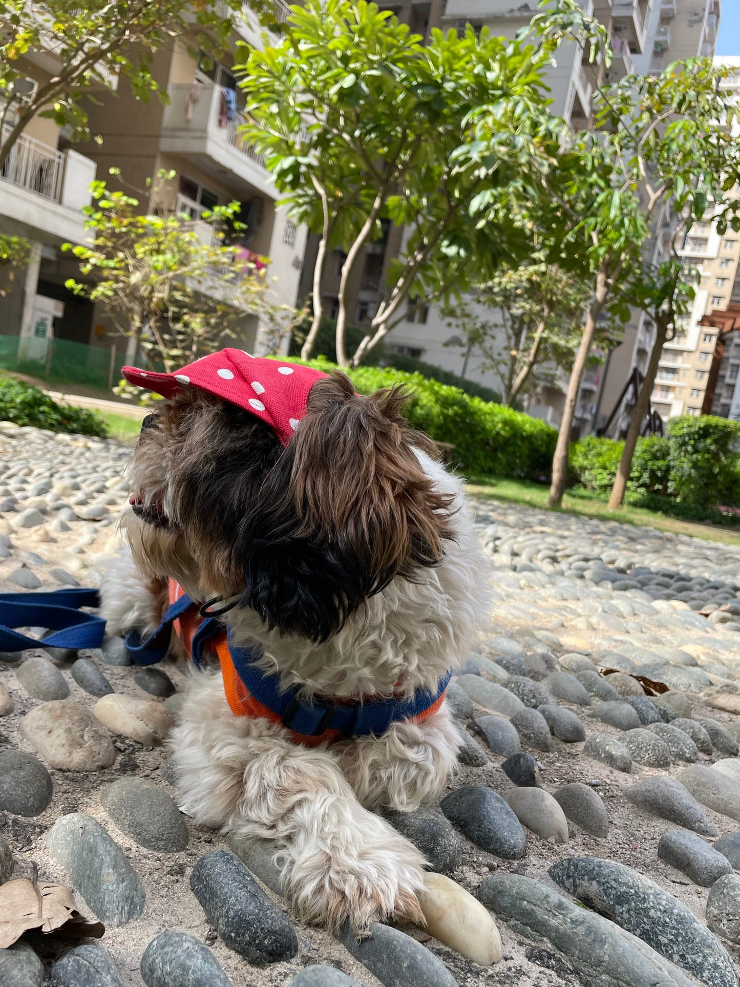 Dog Cap: Red Polka