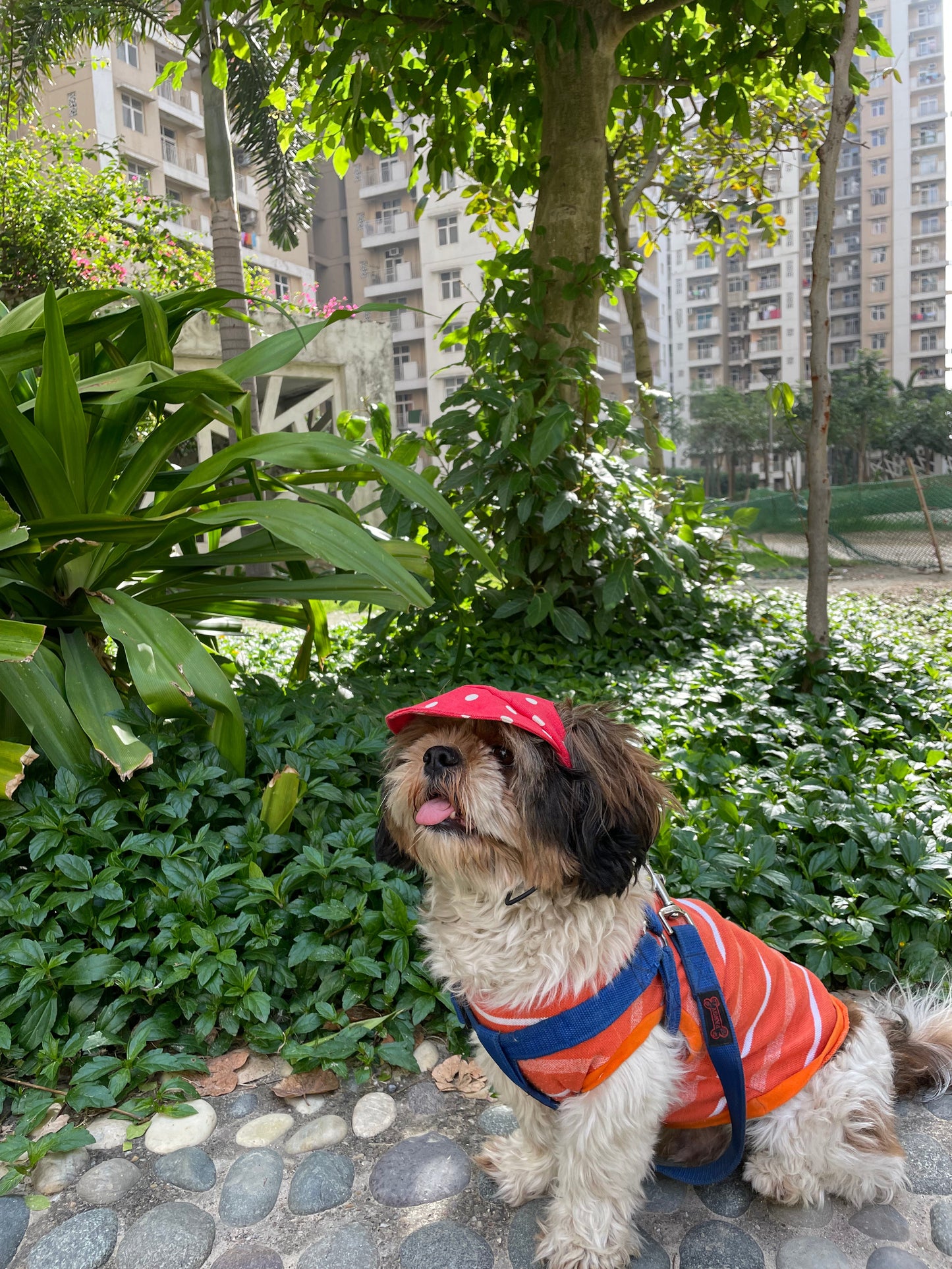 Dog Cap: Red Polka