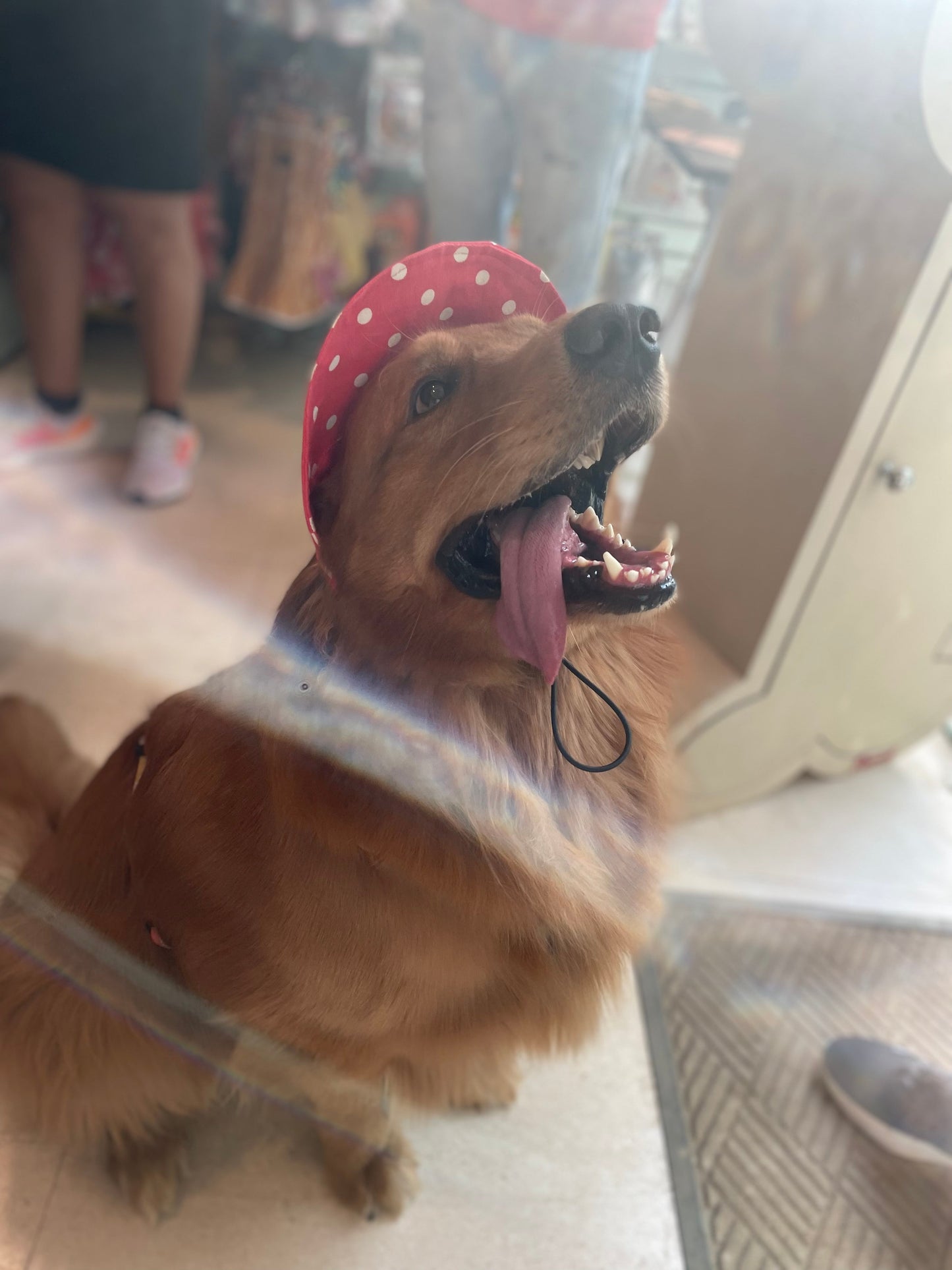 Dog Cap: Red Polka