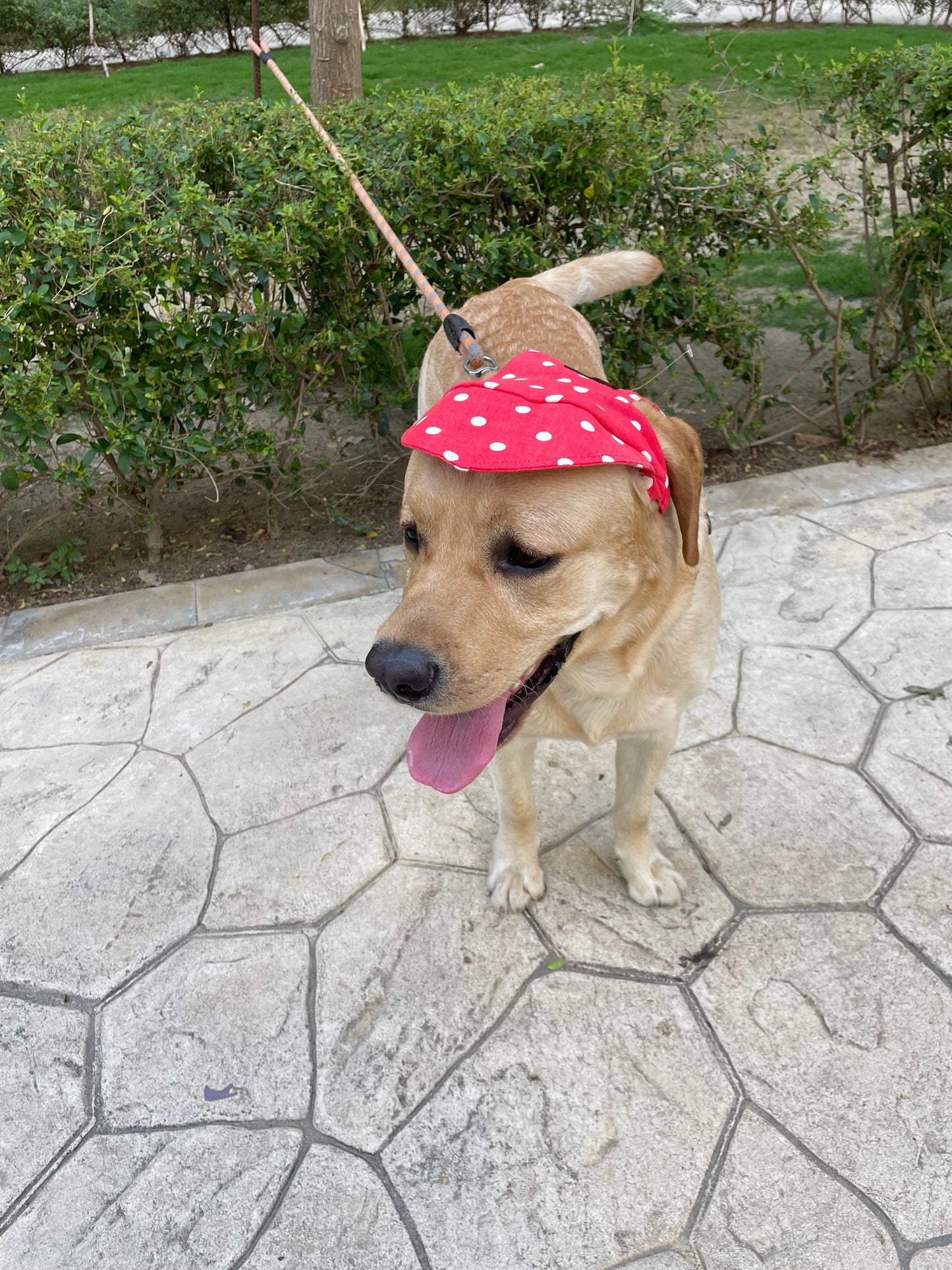 Dog Cap: Red Polka