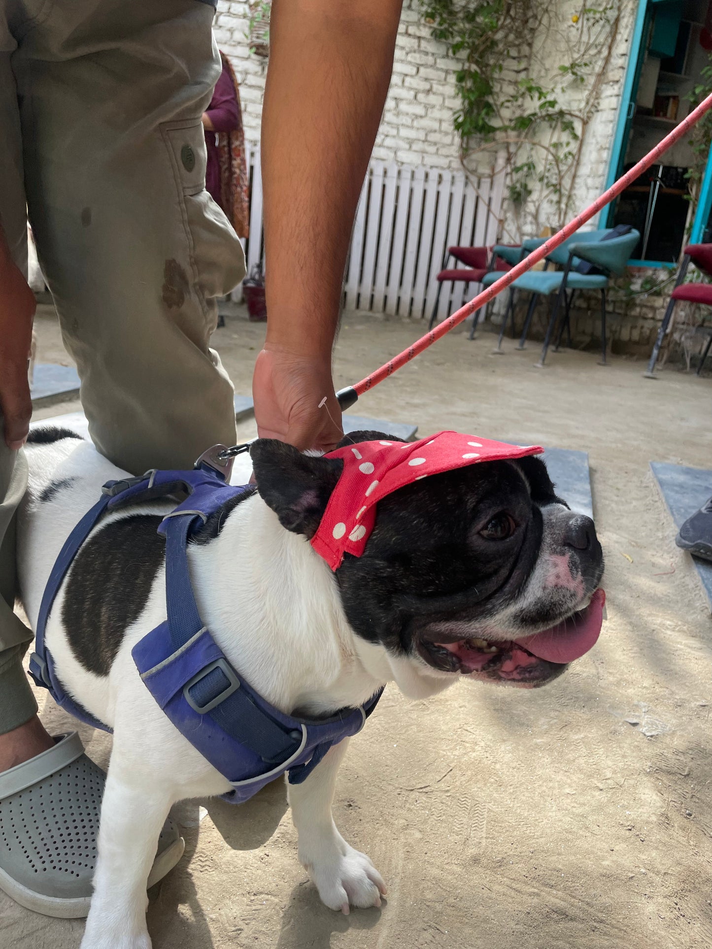 Dog Cap: Red Polka