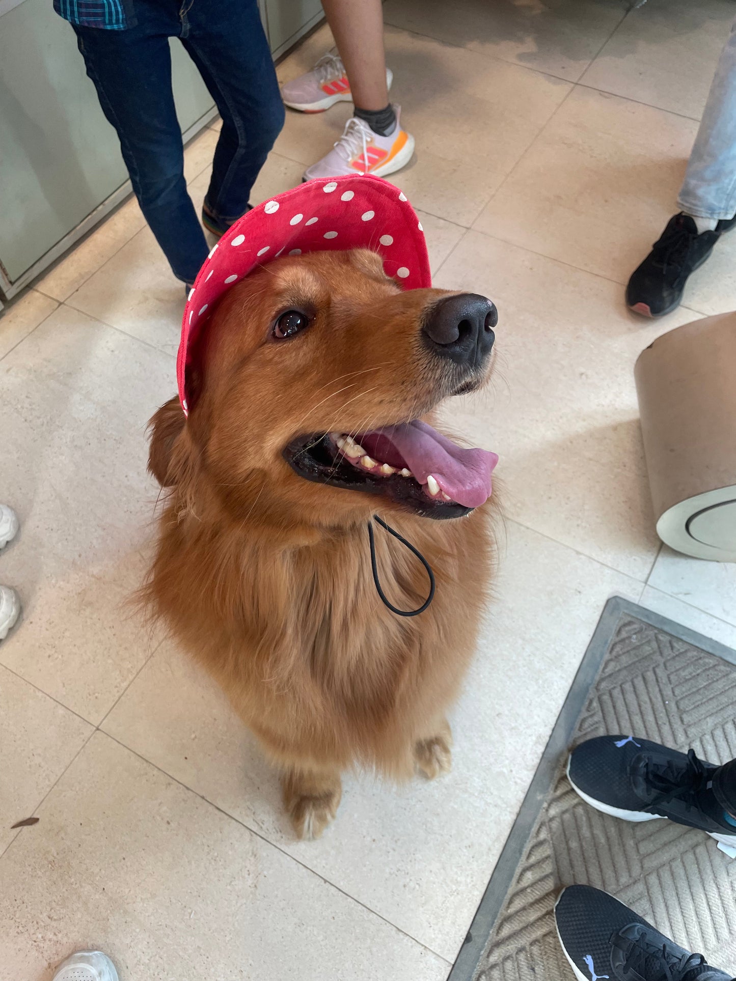 Dog Cap: Red Polka