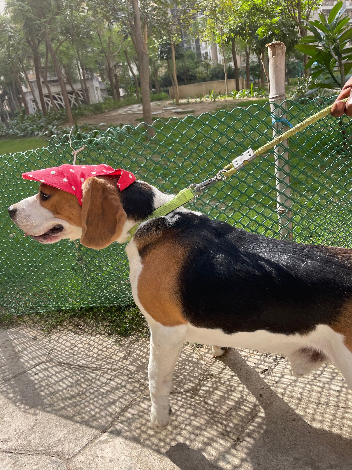 Dog Cap: Red Polka